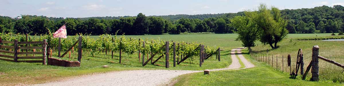 Westphalia Vineyards