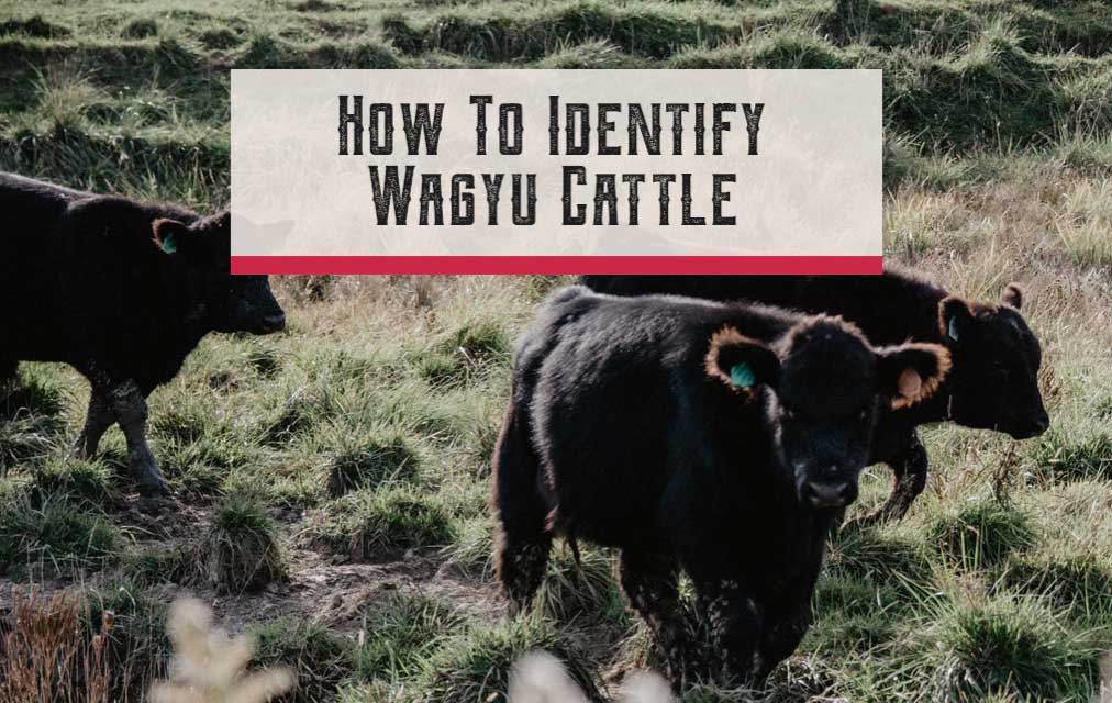 How To Identify Wagyu Cattle