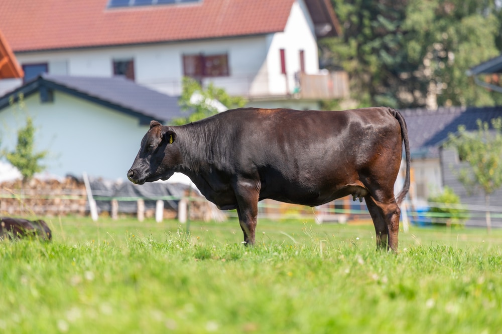 The Art of Raising Wagyu Cattle