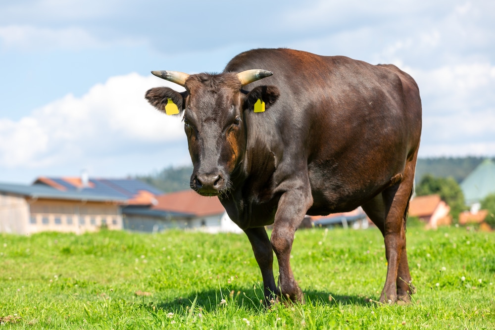 American Wagyu Cattle