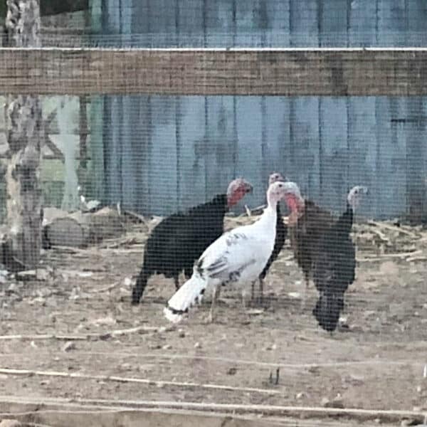 Heritage Turkey - Image 2
